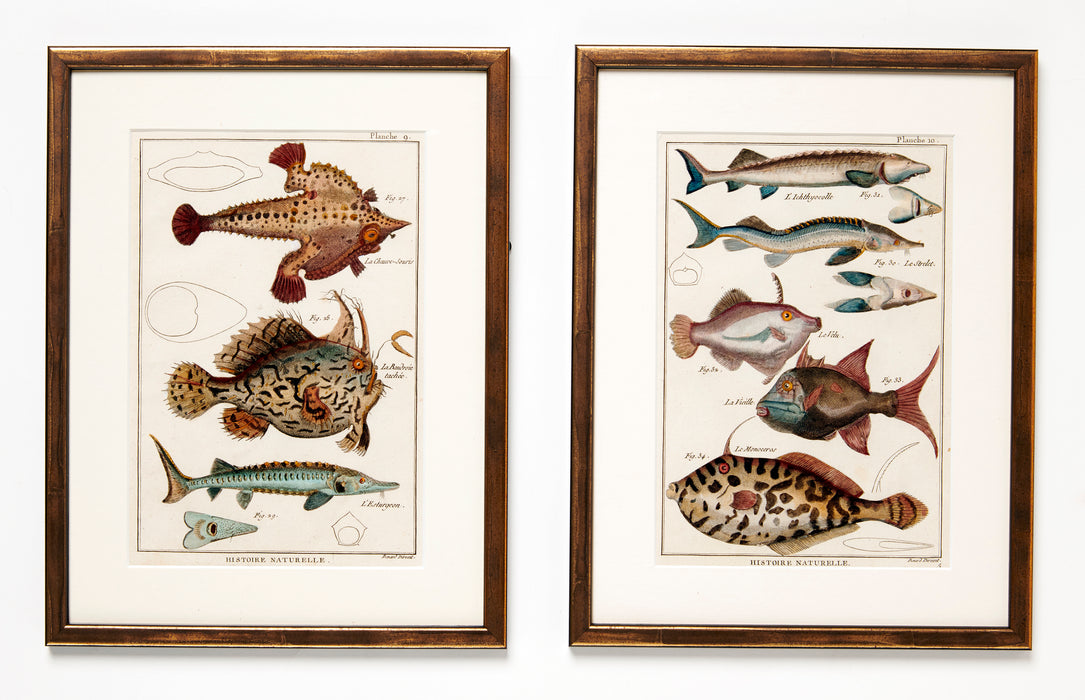 Fish Prints Dated 1780 by Abbe Pierre Joseph Bonnaterre