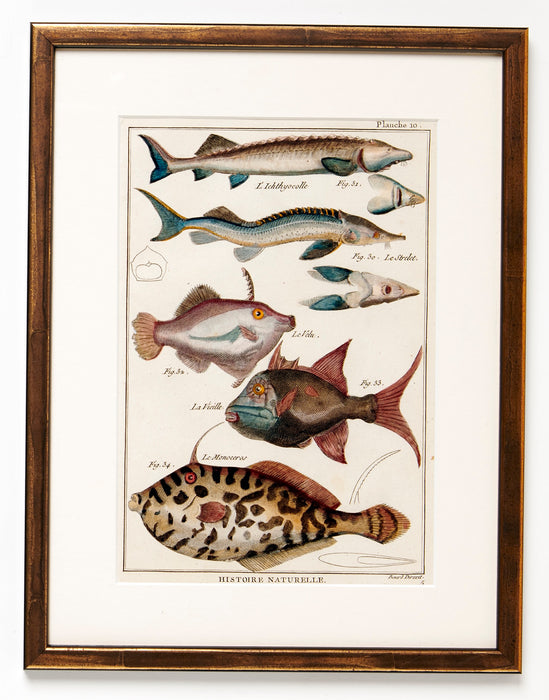 Fish Prints Dated 1780 by Abbe Pierre Joseph Bonnaterre