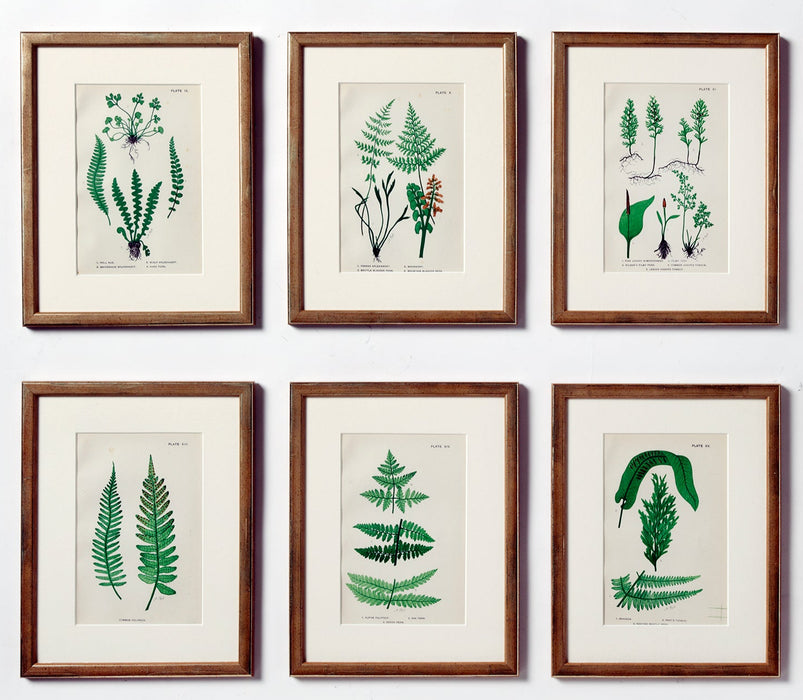 British Ferns Dated 1884 by Mrs Lankaster
