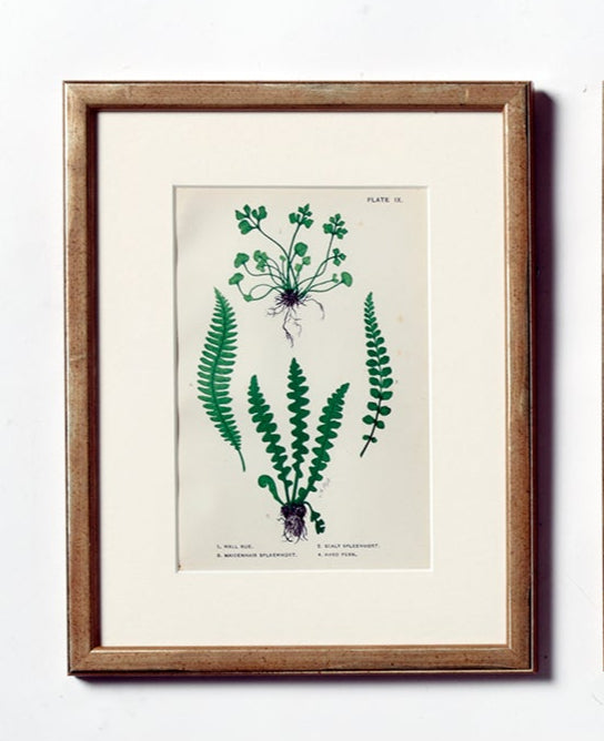 British Ferns Dated 1884 by Mrs Lankaster