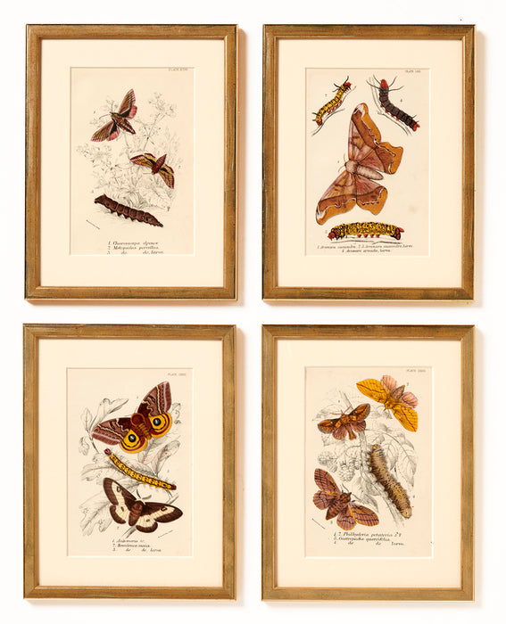 Butterflies Dated 1896 from 'The Order Lepidoptera'