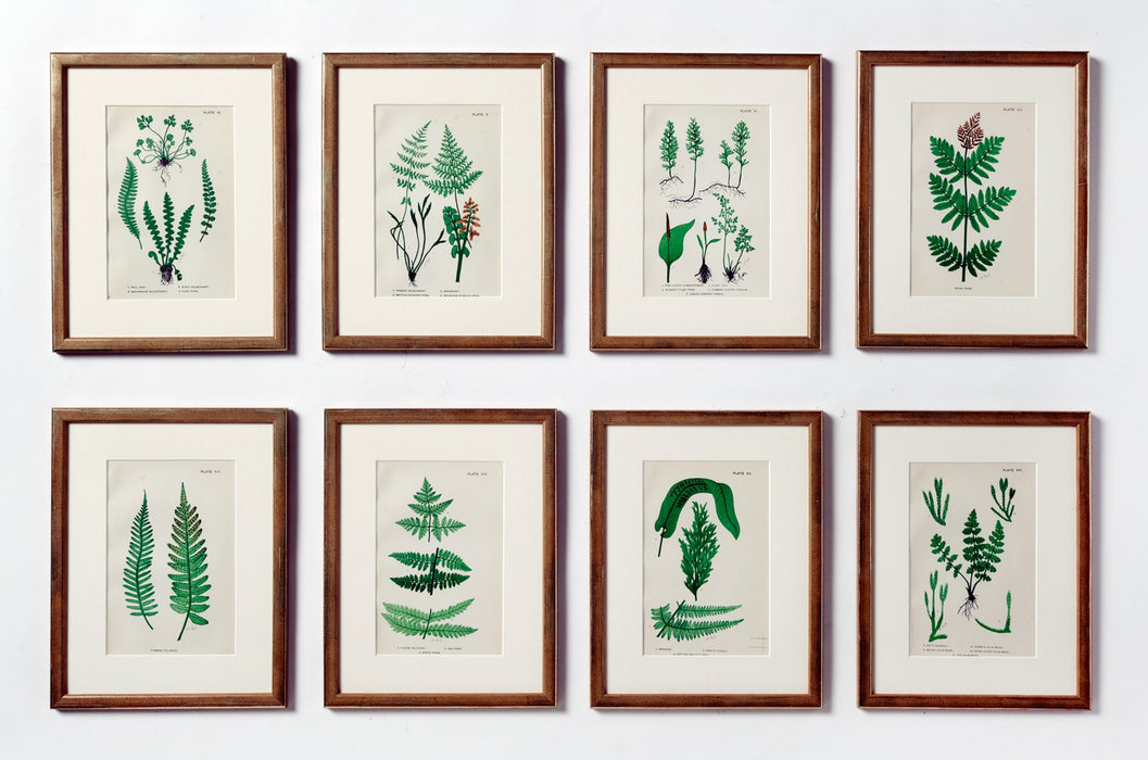 British Ferns Dated 1884 by Mrs Lankaster