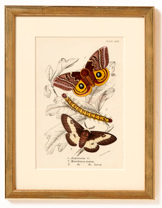 Butterflies Dated 1896 from 'The Order Lepidoptera'