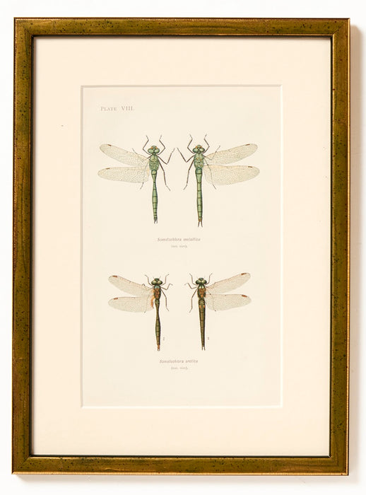 Dragonflies Dated 1900 by W J Lucas