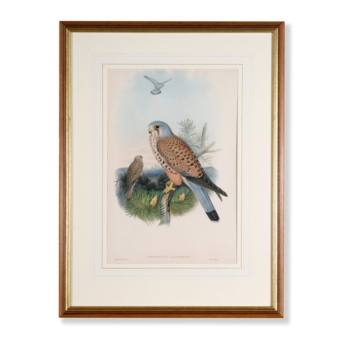 Kestrel from 'Birds Of Great Britain' by John Gould