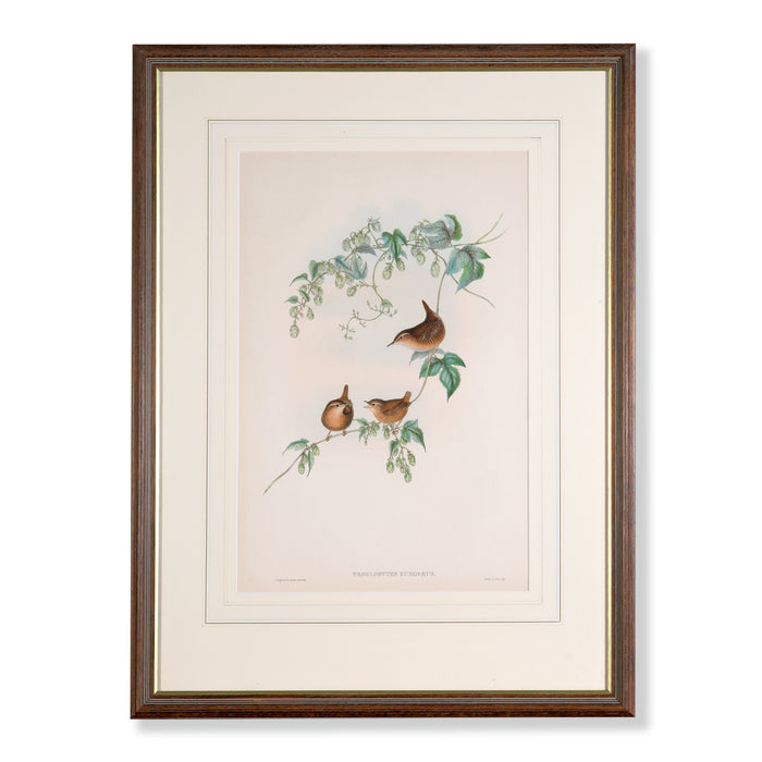Jenny Wren from 'Birds Of Great Britain' by John Gould