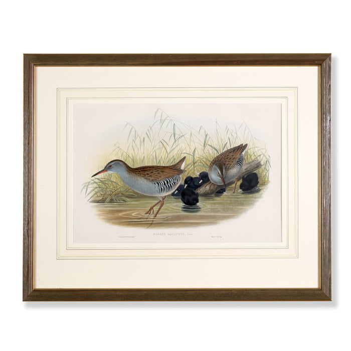 Water Rail from 'Birds Of Great Britain' by John Gould