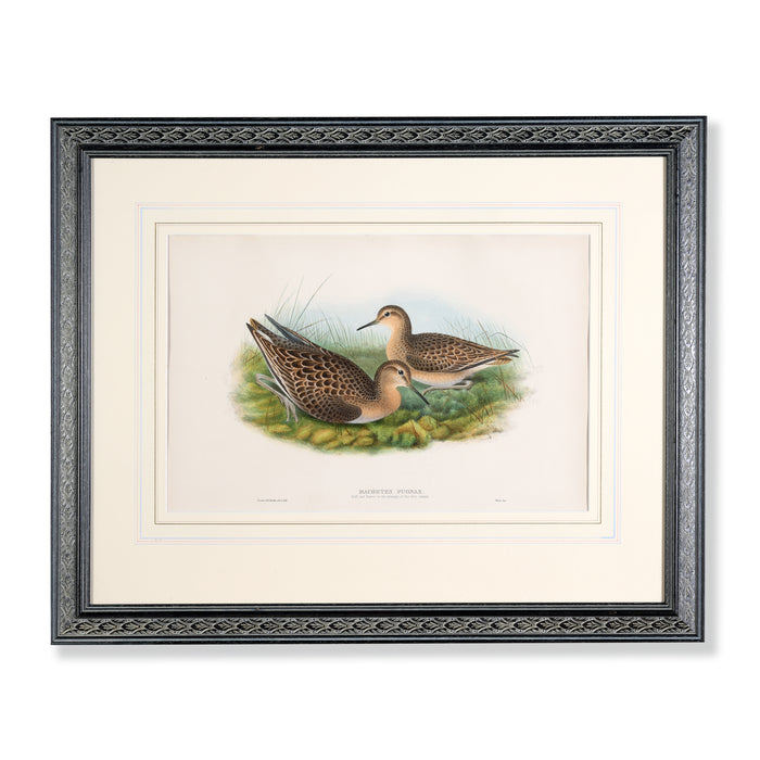 Sandpiper from 'Birds Of Great Britain' by John Gould