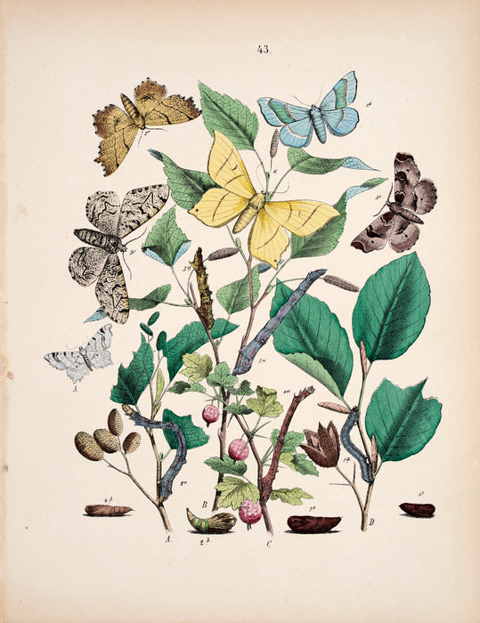 Butterfly print dated 1831 from 'European Butterflies and Moths' by  WF Kirby